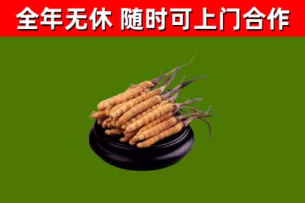 阜宁回收冬虫夏草