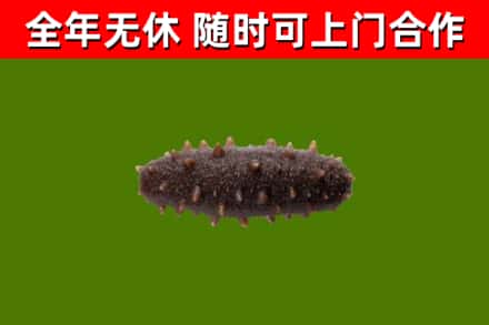 阜宁回收海参干